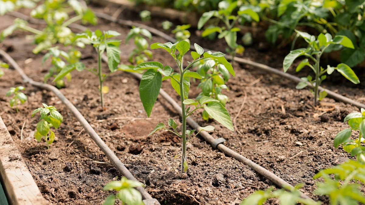 Drip irrigation tubing installed in a garden bed with mulch cover
